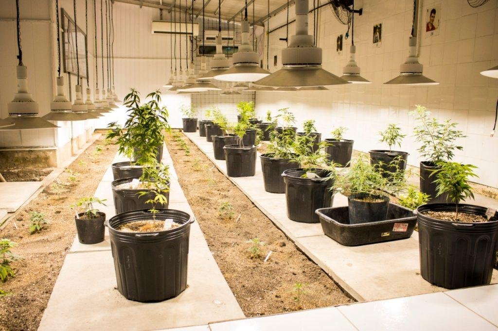 STJ permite cultivo de maconha para fins medicinais