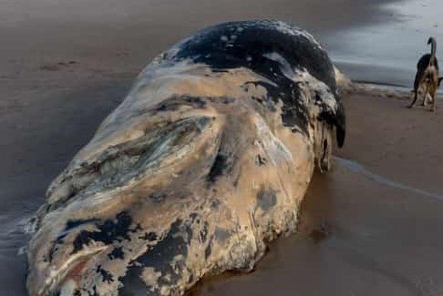 Baleia é encontrada morta em praia da Paraíba