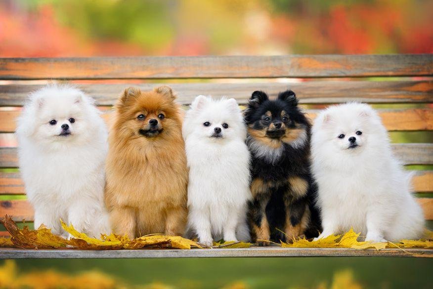 Padre Egídio mantinha 30 Lulus da Pomerânia em Granja no Conde; filhote chega a custar R$ 15 mil