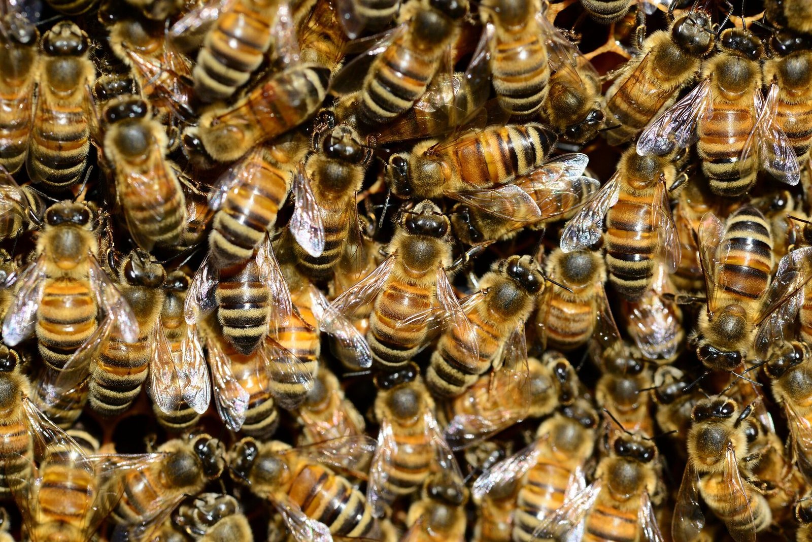 Família morre após sofrer acidente e ser atingida por enxame de abelhas, no Cariri da Paraíba