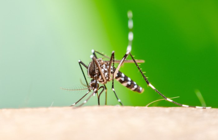 Balanço: com três mortes confirmadas, Paraíba totaliza mais de 2,4 mil casos de dengue