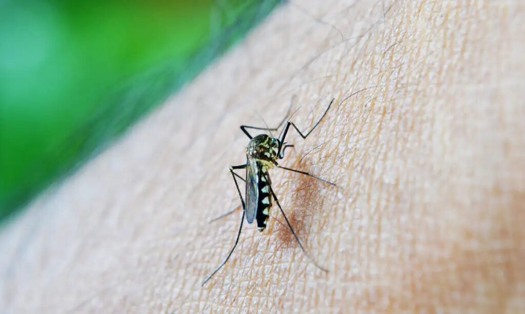 Dengue: Américas podem registrar pior surto da história, alerta Opas