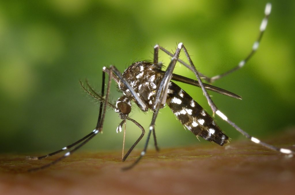 Pesquisa revela que crianças de até 5 anos morrem mais de dengue