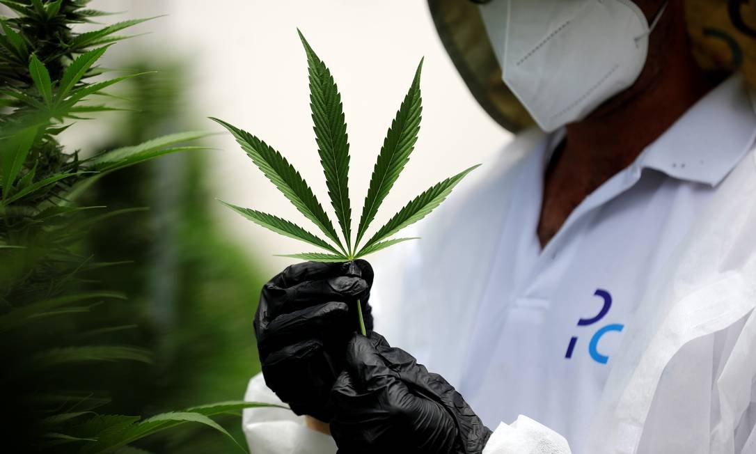 Justiça Federal autoriza Abrace a fornecer flor de cannabis para fins medicinais na Paraíba