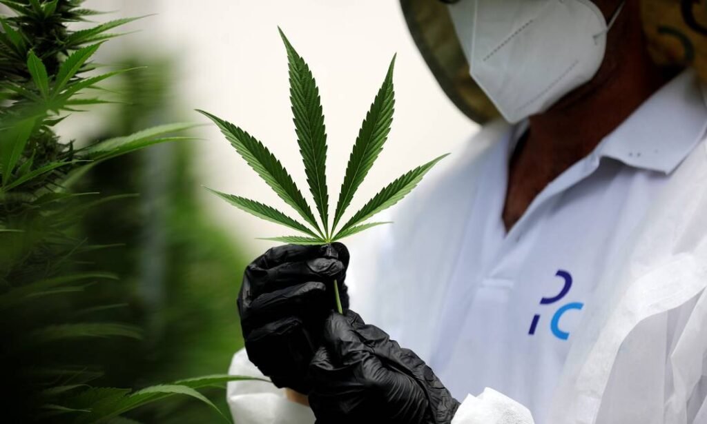 Traficantes são presos com super “meleca de maconha” em Goiânia