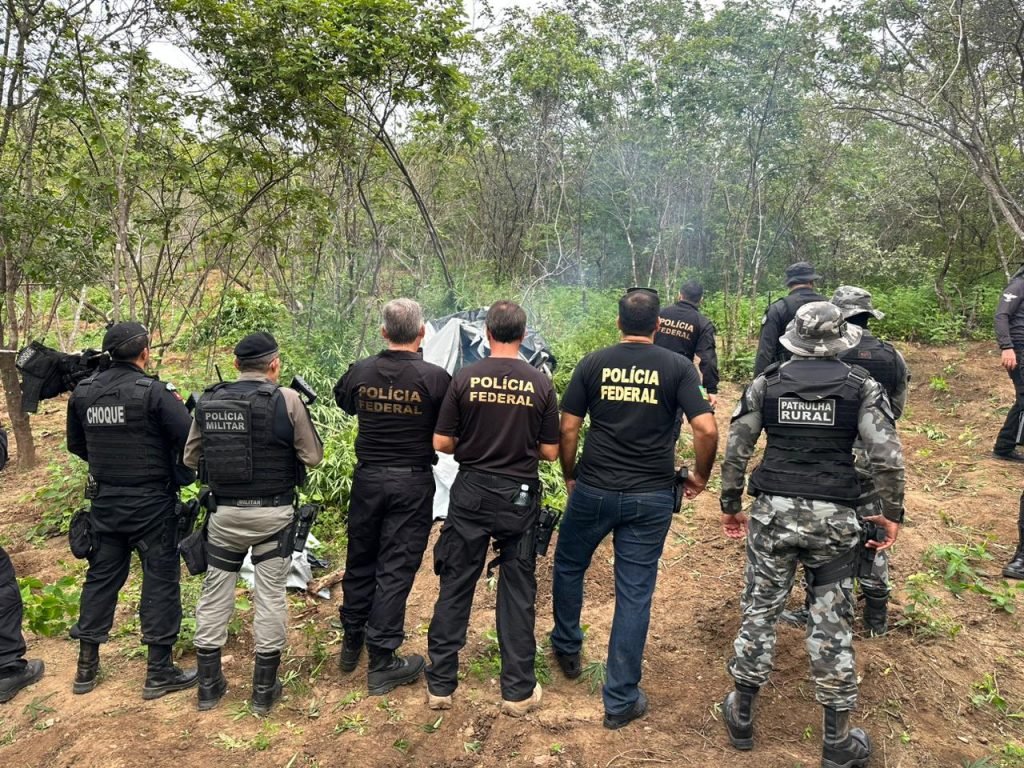 Operação Cachoeira: Polícia Federal prende envolvidos no tráfico de drogas e erradica plantação de maconha na Paraíba