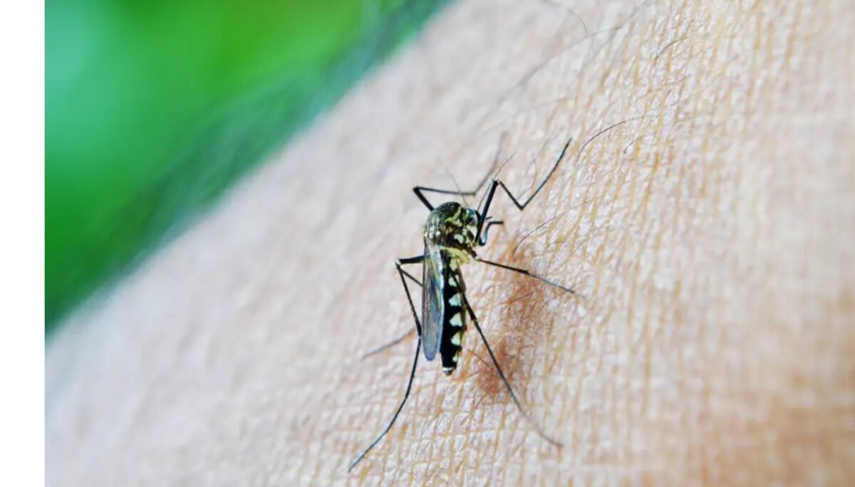 Saúde confirma quarta morte por chikungunya e quinta por dengue, na Paraíba; estado tem 187 cidades em alerta