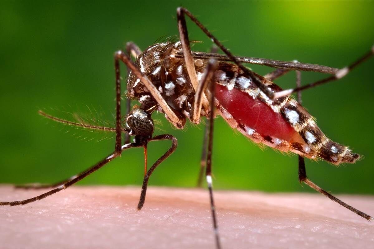Dengue mata mais duas pessoas na Paraíba; estado soma oito óbitos pela doença e tem 187 cidades em alerta