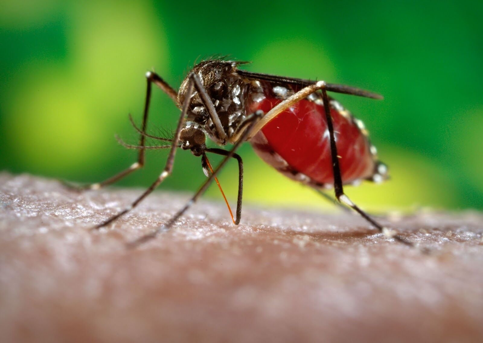 Paraíba registra mais de 11 mil casos de dengue, chikungunya e zika em cinco meses 