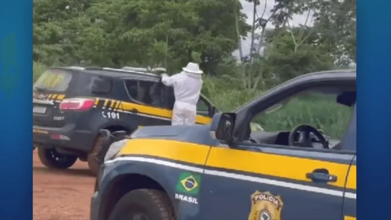 Traficante morre após fugir da polícia e dar de cara com enxame de abelhas