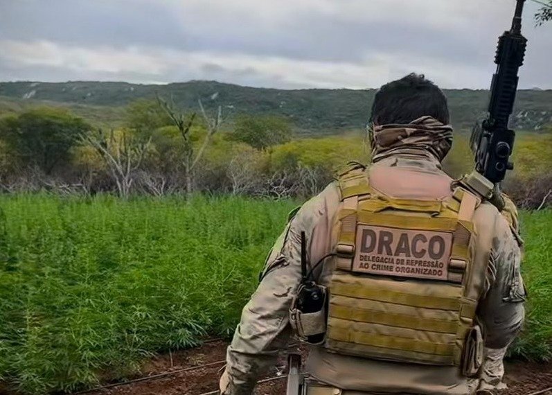 Policial militar é preso suspeito de comandar plantação com 15 mil pés de maconha em Taperoá