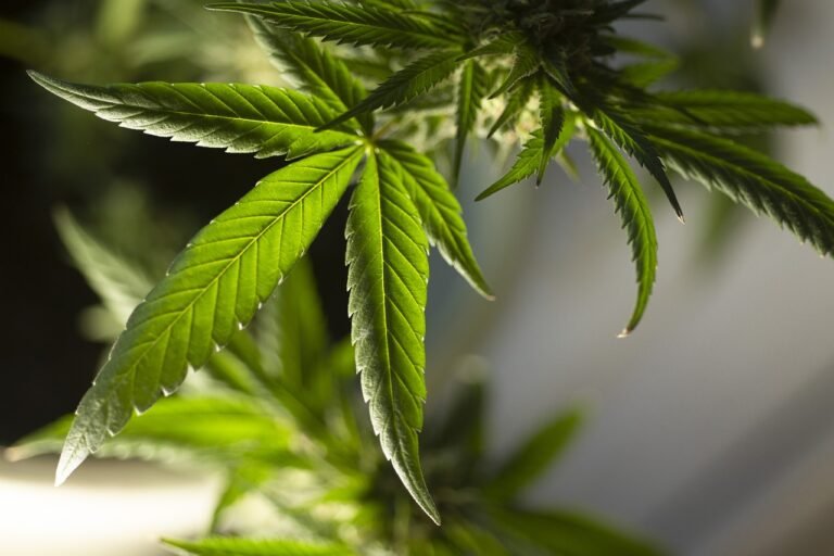 Polícias Federal e Militar eliminam quase 10 mil ‘pés de maconha’ em Manaíra Polícias Federal e Militar eliminam quase 10 mil ‘pés de maconha’ em Manaíra