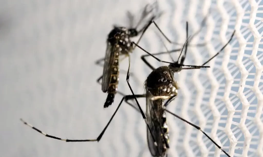 Casos de dengue caem 60% na Paraíba, mas estado confirma alta e mortes por febre oropouche Casos de dengue caem 60% na Paraíba, mas estado confirma alta e mortes por febre oropouche