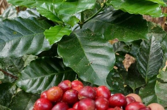 Tarifa de 50% dos EUA atinge café, carne e frutas brasileiras e pode impactar exportações; confira a lista