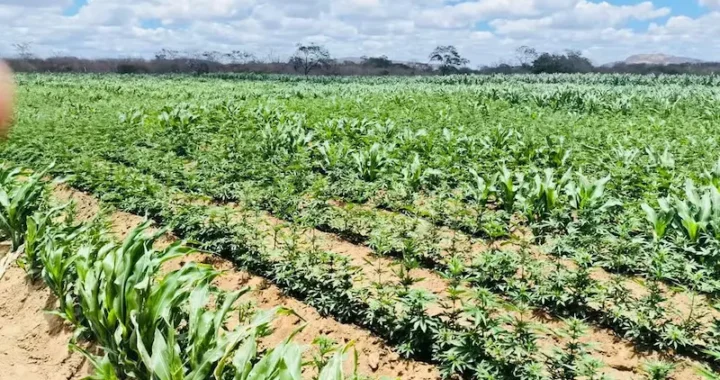 Mais uma plantação de maconha é encontrada na zona rural de Camalaú (PB)