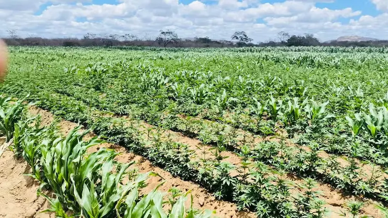 Mais uma plantação de maconha é encontrada na zona rural de Camalaú (PB) Mais uma plantação de maconha é encontrada na zona rural de Camalaú (PB)