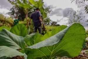 Projeto cria programa de assentamentos produtivos perto de cidades